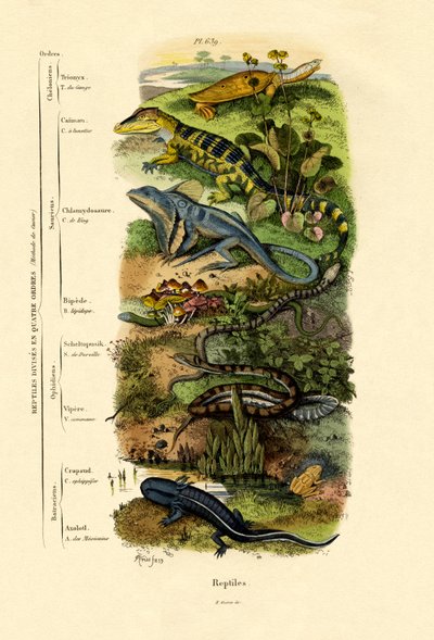 Reptiles, 1833-39 de French School